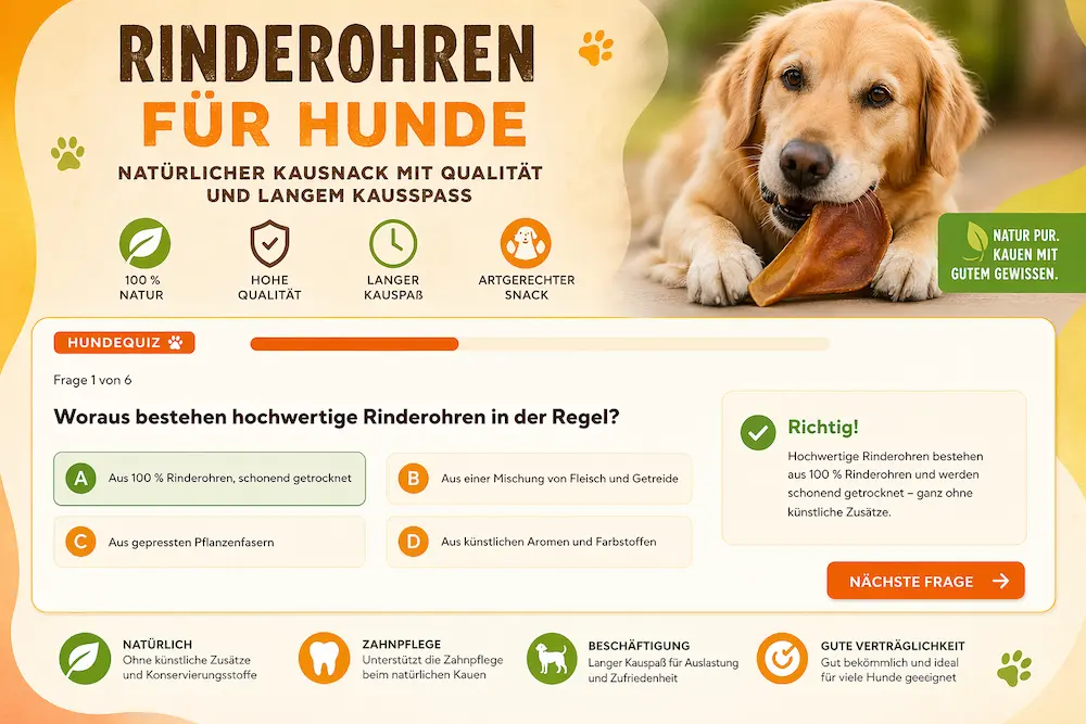 Golden Retriever kaut auf einem getrockneten Rinderohr, daneben ein Quiz zu Rinderohren für Hunde mit Informationen zu Qualität und Kauspaß.