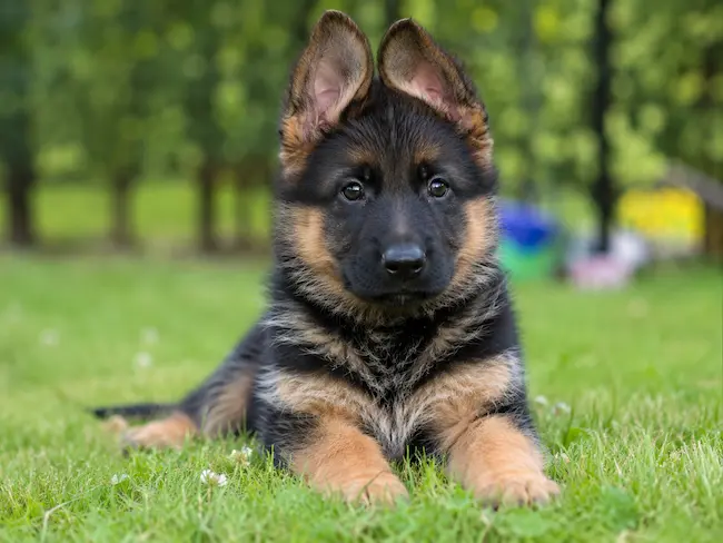 Ein Deutscher Schäferhund kann ein liebevoller und treuer Familienhund sein, wenn er gut sozialisiert, fair erzogen und sinnvoll ausgelastet wird. Das Bild zeigt die wichtigsten Voraussetzungen für ein harmonisches Familienleben mit dieser aktiven und intelligenten Hunderasse.