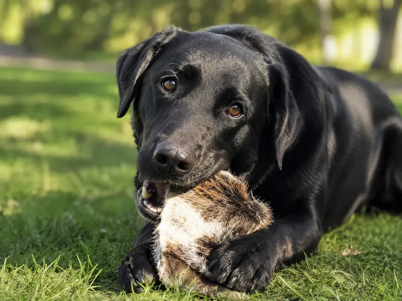 Schwarzer Sheprador kaut auf einem Rinderohr mit Fell im Garten