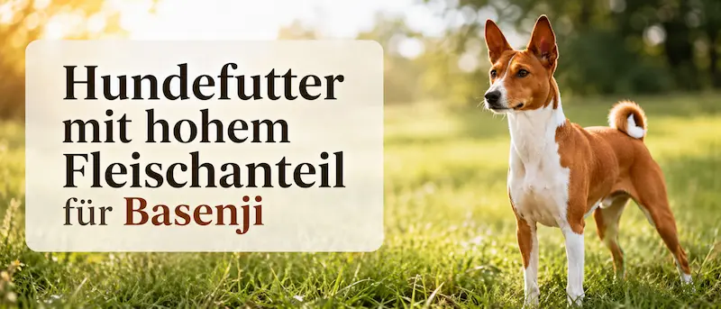 Basenji steht aufmerksam auf einer sonnigen Wiese vor einem Hero-Bild mit der Überschrift „Hundefutter mit hohem Fleischanteil für Basenji“.